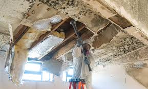 Trusted Verona, WI Mold Removal Services Experts